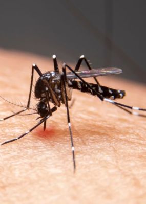 Municípios da Baixada Fluminense começam a vacinação contra a dengue, nesta segunda-feira (26).