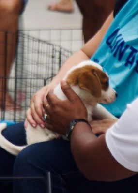 Prefeitura de Nilópolis abre inscrição para doação de animal doméstico