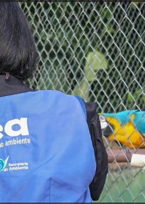 Animais silvestres são resgatados no Rio de Janeiro